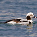 Long-tailed Duck - Photo (c) BJ Stacey, all rights reserved