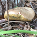 Boletus mendocinensis - Photo (c) beaglesmith, all rights reserved, uploaded by beaglesmith