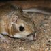 Merriam's Kangaroo Rat - Photo (c) J. N. Stuart, all rights reserved, uploaded by James N. Stuart