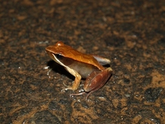 Small