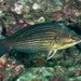 Green Wrasse - Photo (c) Ian Shaw, all rights reserved, uploaded by Ian Shaw