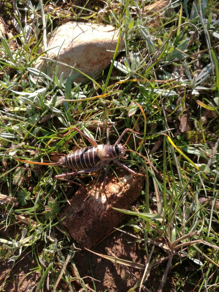 Western Saddle Bush Cricket From 84800 Saumane De Vaucluse France On