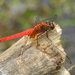 Orange Skimmer - Photo (c) Tony Gerard, all rights reserved, uploaded by Tony Gerard