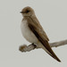 Northern Rough-winged Swallow - Photo (c) BJ Stacey, all rights reserved