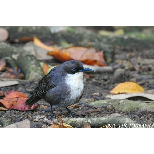 Martinique White Breasted Thrasher Subspecies Ramphocinclus Brachyurus