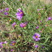 Square
