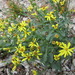 Fremont's Ragwort - Photo (c) Chris Brown, all rights reserved, uploaded by Chris Brown