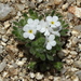 Mountain Red-root Cryptantha - Photo (c) Jay L. Keller, all rights reserved, uploaded by Jay L. Keller
