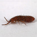 Elongate Springtails - Photo (c) Gary McDonald, all rights reserved, uploaded by Gary McDonald