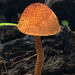 Powder-scale Pholiota - Photo (c) bryan_gronemeier, all rights reserved, uploaded by bryan_gronemeier