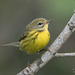 New World Warblers - Photo (c) Judd Patterson, all rights reserved, uploaded by Judd Patterson