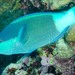 Sixband Parrotfish - Photo (c) Ian Shaw, all rights reserved, uploaded by Ian Shaw