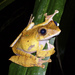 Boophis madagascariensis - Photo (c) leslieghana, todos os direitos reservados, uploaded by Leslie Ruyle