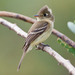 Pacific-slope Flycatcher - Photo (c) BJ Stacey, all rights reserved
