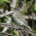 Least Bell's Vireo - Photo (c) BJ Stacey, all rights reserved