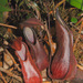 Nepenthes tentaculata - Photo (c) Damon Tighe, todos los derechos reservados
