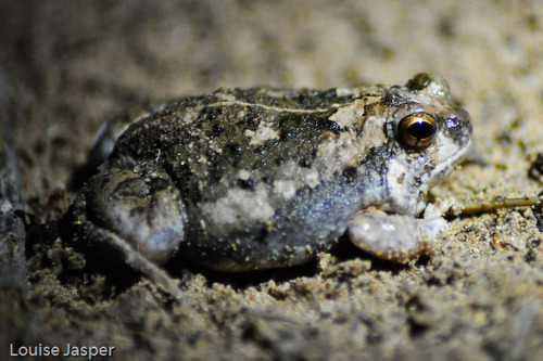 Scaphiophryne brevis · NaturaLista Mexico