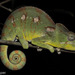 Oustalet's Giant Chameleon - Photo (c) louisedjasper, all rights reserved
