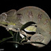 Oustalet's Giant Chameleon - Photo (c) louisedjasper, all rights reserved