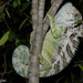 Spiny Chameleon - Photo (c) louisedjasper, all rights reserved