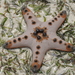 Chocolate Chip Sea Star - Photo (c) tengumaster89, all rights reserved