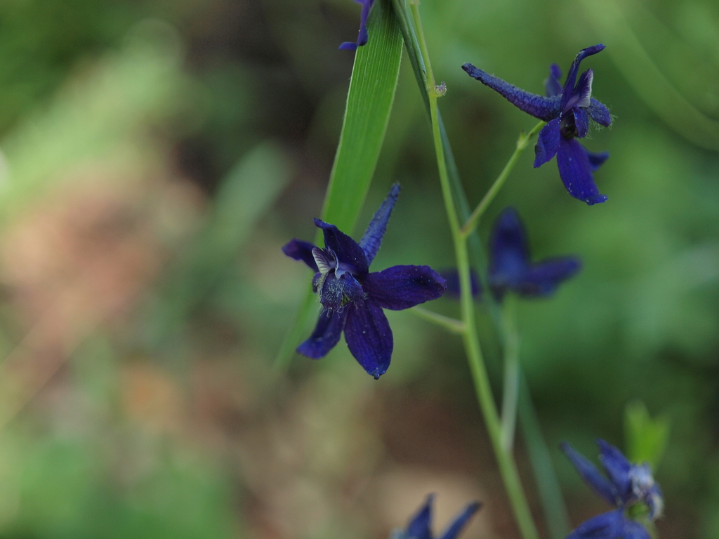 Royal Larkspur Rancho Del Oso Big Basin Redwoods State Park