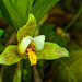 Lycaste deppei - Photo (c) Arnulfo Moreno, all rights reserved, uploaded by Arnulfo Moreno