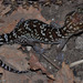 Madagascar Ground Gecko - Photo (c) louisedjasper, all rights reserved