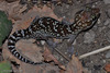 Madagascar Ground Gecko - Photo (c) danielaustin