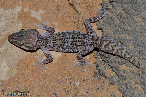 Madagascan Ground Gecko