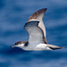 Buller's Shearwater - Photo (c) BJ Stacey, all rights reserved