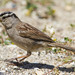 Nuttall's White-crowned Sparrow - Photo (c) BJ Stacey, all rights reserved