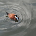 Ruddy Duck - Photo (c) Travelian, all rights reserved, uploaded by Travelian