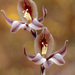 Gladiolus hyalinus - Photo (c) Tig, todos los derechos reservados