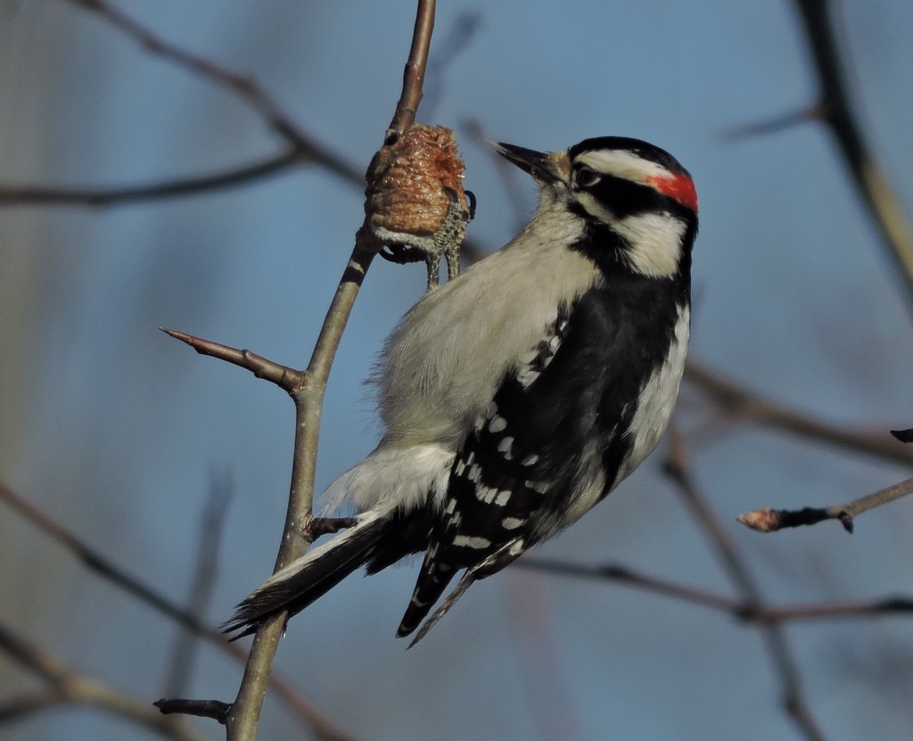 Downy Woodpecker From Sullivan County Tn Usa On January At