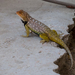 Baja California Spiny Lizard - Photo (c) Gerardo Marrón, all rights reserved