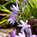 Geissorhiza inaequalis - Photo (c) Tig, all rights reserved