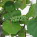 Sea Grape - Photo (c) markg, all rights reserved, uploaded by markg