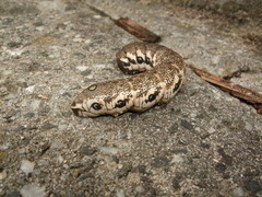 Small