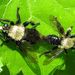 Laphria flavicollis - Photo (c) Paul Bedell, all rights reserved, uploaded by Paul Bedell