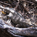 Iguana de Jamaica - Photo (c) lacey underall, todos los derechos reservados