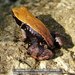 Madagascan Brown Frog - Photo (c) Daniel Austin, all rights reserved, uploaded by Daniel Austin