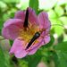 Strangalia bicolor - Photo (c) pbedell, all rights reserved