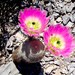 Arizona Rainbow Cactus - Photo (c) Mané Salinas Rodríguez, all rights reserved, uploaded by Mané Salinas Rodríguez