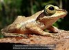 Guibemantis timidus - Photo (c) danielaustin