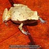 Plethodontohyla notosticta - Photo (c) danielaustin