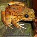 Grandidier's Madagascar Frog - Photo (c) Daniel Austin, all rights reserved, uploaded by Daniel Austin