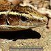 Madagascar Girdled Lizard - Photo (c) danielaustin, all rights reserved