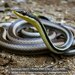 Bernier's Striped Snake - Photo (c) Daniel Austin, all rights reserved, uploaded by Daniel Austin