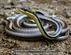 Bernier's Striped Snake - Photo (c) danielaustin